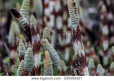 Purple And Green Spring Buds Of Wild Flowers