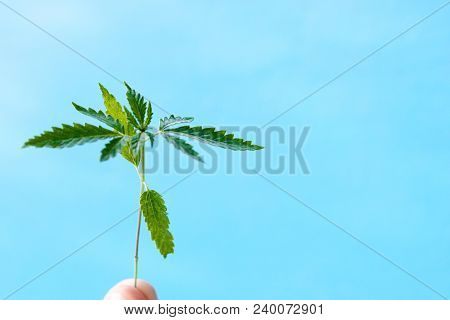 Marijuana, Cannabis Plants On Bright Blue Background With Free Space For Your Text Or Design