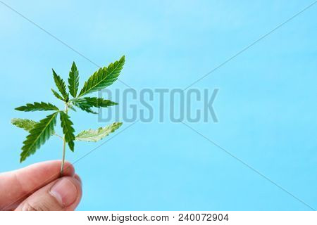 Marijuana, Cannabis Plants On Bright Blue Background With Free Space For Your Text Or Design