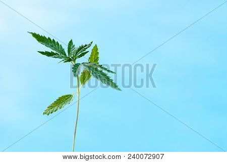 Marijuana, Cannabis Plants On Bright Blue Background With Free Space For Your Text Or Design