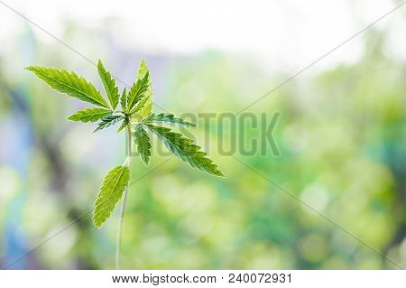 Marijuana, Cannabis Plants On Bright Blue Background With Free Space For Your Text Or Design