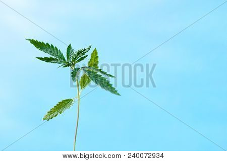 Marijuana, Cannabis Plants On Bright Blue Background With Free Space For Your Text Or Design