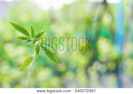 Marijuana, Cannabis Plants On Bright Blue Background With Free Space For Your Text Or Design