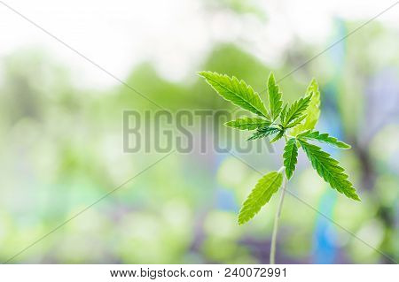 Marijuana, Cannabis Plants On Bright Blue Background With Free Space For Your Text Or Design