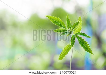 Marijuana, Cannabis Plants On Bright Blue Background With Free Space For Your Text Or Design