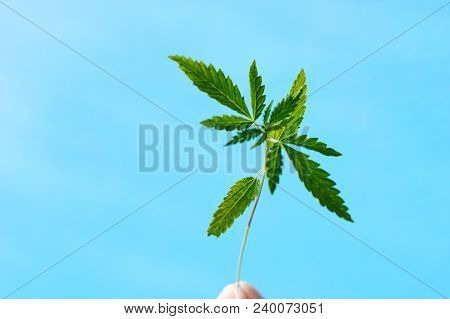 Marijuana, Cannabis Plants On Bright Blue Background With Free Space For Your Text Or Design