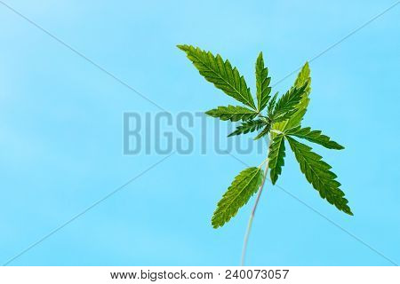 Marijuana, Cannabis Plants On Bright Blue Background With Free Space For Your Text Or Design