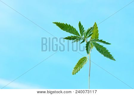 Marijuana, Cannabis Plants On Bright Blue Background With Free Space For Your Text Or Design