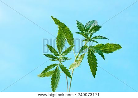 Marijuana, Cannabis Plants On Bright Blue Background With Free Space For Your Text Or Design