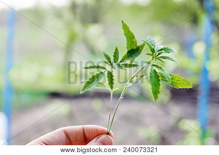 Marijuana, Cannabis Plants On Bright Blue Background With Free Space For Your Text Or Design