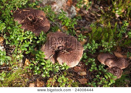 Bruine paddestoelen