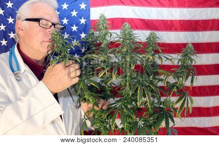 Marijuana Doctor.   Doctor Sativa poses with his favorite strain of Marijuana Plant with an American flag background
