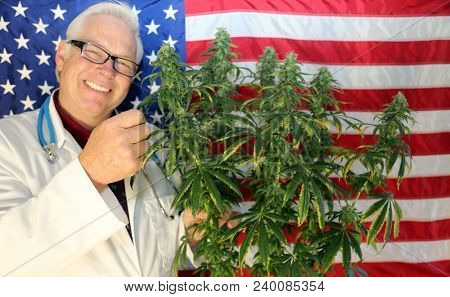 Marijuana Doctor.   Doctor Sativa poses with his favorite strain of Marijuana Plant with an American flag background
