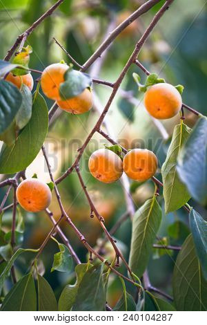 Japanese Persimmon Tree ( Kaki ) With Fruits Grow In A Garden