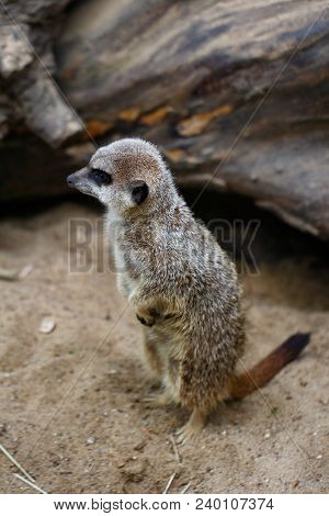 A Full Body Of A Wild African Meerkat. Photography Of Wildlife.