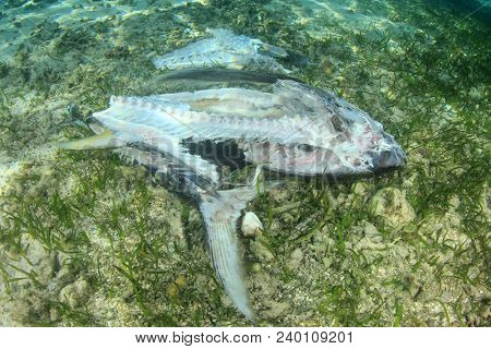 Dead fish on ocean floor. Overfishing and pollution is depleting fish numbers