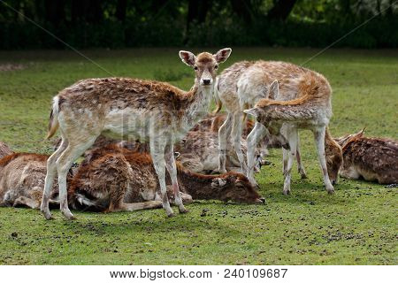 Female Fallow Deers (dama, Dama) On The Meadow. Phtography Of Wildlife.