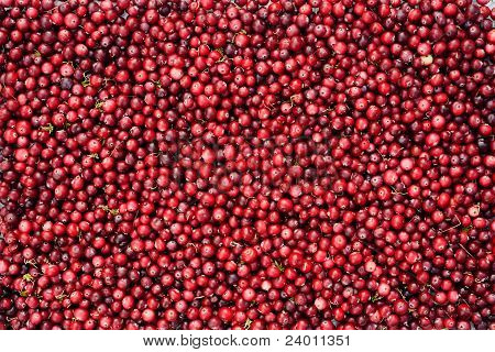 Wild Cranberries