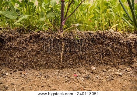 Soil Cut And Growing Plant With Underground Root Visible. Close Up Shot.