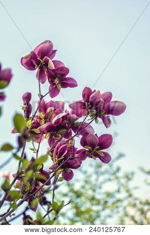 Bright Magnolias In Kiev Botanical Garden At Spring Time. Kiev City, Ukraine