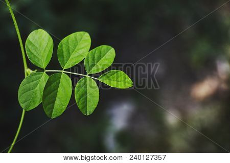 Sunlight Spot On Green Leaves With Beautiful Bokeh Background, Close-upmacro Shot Close-up Of The Gr