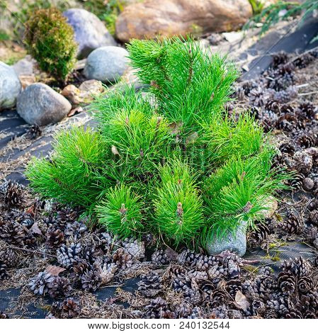 Small Dwarf Pine, A Family Of Conifers, On A Background Of Pine Cones