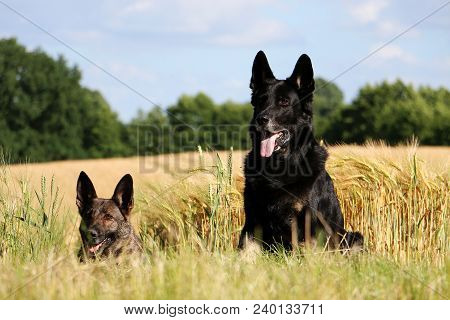 Two Shepher Are Together In A Corn Field