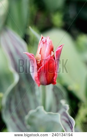 Biautiful Big Red Tulip. Photo. Flowers Spring