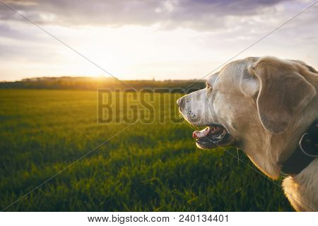 Portrait Of The Happy Dog At The Sunset. Labrador Retriver Looking At The Sun.