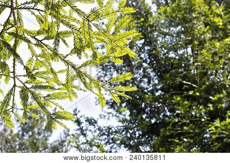 Several Redwood Trees In Full Nature A Sunny Day Of Blue Sky, In The Foreground One Of Them About El