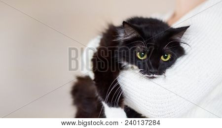 Adult Black Cat In The Hands Of A Woman