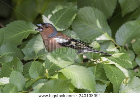 Finch Fringilla Coelebs Bird On Tree