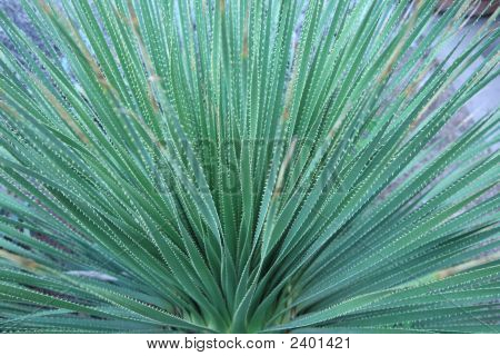 Modré Yucca zelená rostlina