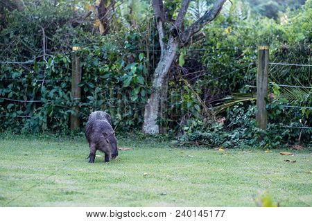Capybara Grazing On Grass Inside Private Property. The Cabycara Is A Calm And Gentle Mammal, Very Co