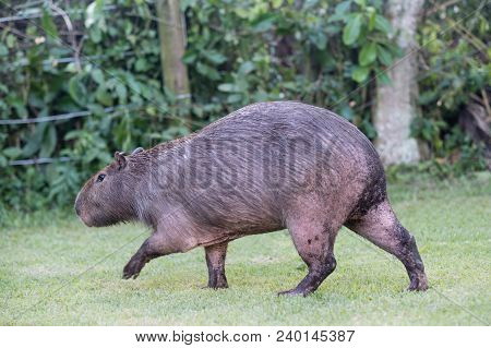 Capybara Grazing On Grass Inside Private Property. The Cabycara Is A Calm And Gentle Mammal, Very Co