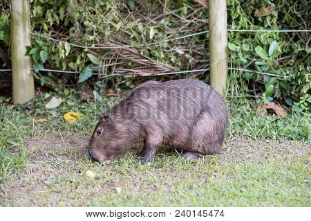 Capybara Grazing On Grass Inside Private Property. The Cabycara Is A Calm And Gentle Mammal, Very Co