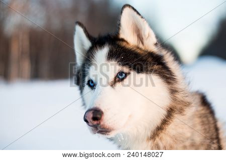 Portrait Of Siberian Husky Dog Black And White Colour With Blue Eyes In The Snow Field At Sunset
