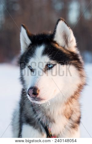 Portrait Of Siberian Husky Dog Black And White Colour With Blue Eyes In The Snow Field At Sunset