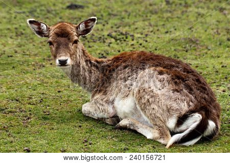 Full Body Of Fallow Deer (dama Dama) On The Meadow. Phtography Of Wildlife.