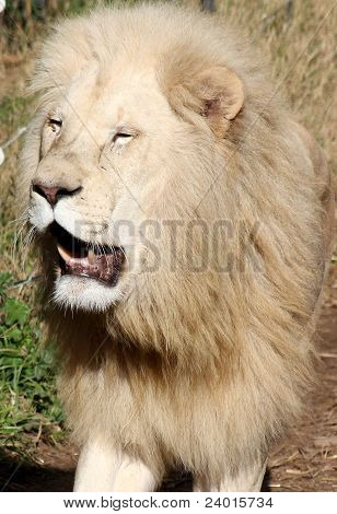 Gloire de Lion
