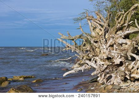 The Baltic Sea Wild Coastline In Northern Estonia Near To Ontika. Steep Shore Of Baltic Sea. Dropped