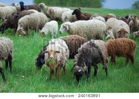 A Herd Of Sheep Graze On Pasture. One Sheep Holds In The Mouth Leaves.