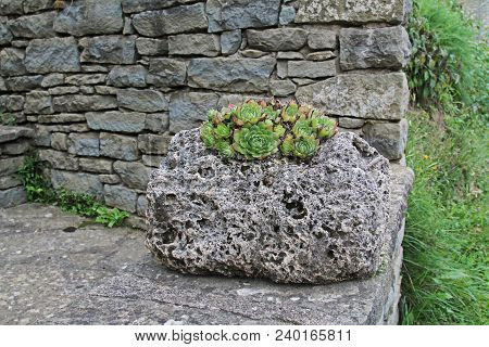 Small Succulents Growing On The Stone Rock Outdoors (rupit, Spain)