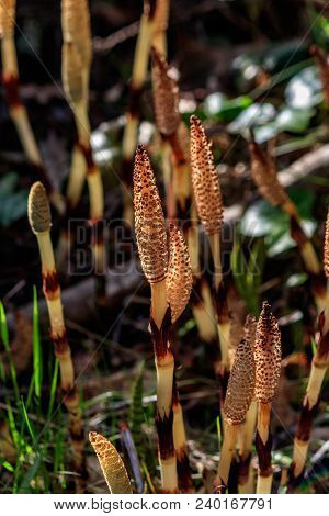 Unique Green Black And Yellow Natural Plant Stalks In Green Grass