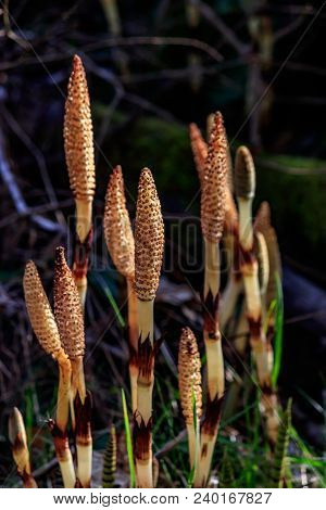 Unique Green Black And Yellow Wild Plant Stalks In Green Grass