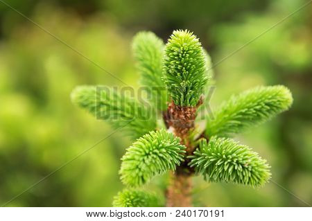Young Needles On The Sprig Of Fir Inversa, The Top Of The Spruce, In The Nursery, In The Open Space,