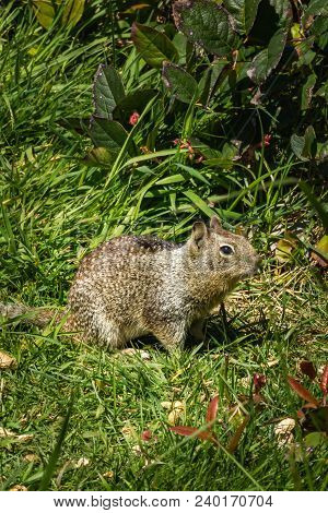 Coastal Ground Squirrel In The Grass In Pacific Northwest In Spring