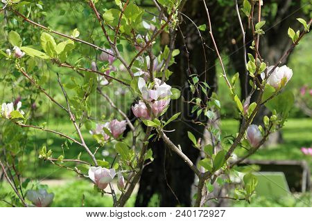 Flowering Magnolia Liliflora