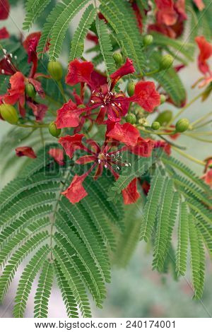 Red Acacia Flower. Closeup On Red Flowers Of Flamboyant Tree, Acacia Green Leaves