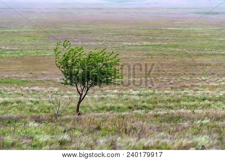 Beautiful Natural Background Of Single Lonely Tree In Foggy Steppe
